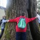 Tolmin 165